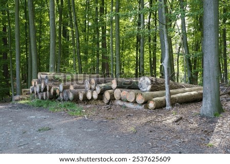 Similar – Image, Stock Photo Gestapelte Baumstämme in einem Nadelwald