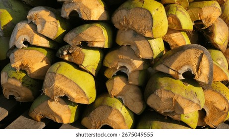Stack of freshly cut young coconuts with green shells and exposed husk texture, arranged in a pile under natural sunlight.