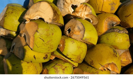 Stack of freshly cut young coconuts with green shells and exposed husk texture, arranged in a pile under natural sunlight.
