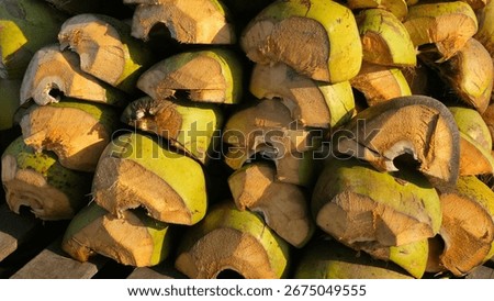 Stack of freshly cut young coconuts with green shells and exposed husk texture, arranged in a pile under natural sunlight.