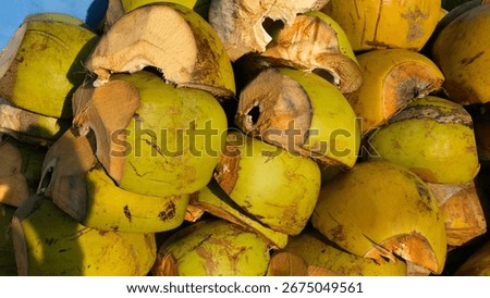 Stack of freshly cut young coconuts with green shells and exposed husk texture, arranged in a pile under natural sunlight.
