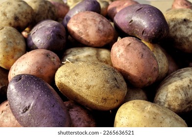 the stack of freshly harvested unwashed  different sorts of  potato tubers