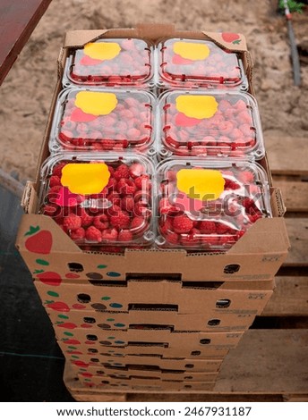 A stack of freshly packaged raspberries, carefully arranged in a cardboard box and ready for shipment. The vibrant red raspberries are visible through the clear plastics, showing off their freshness.