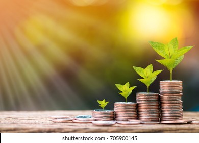 Stack gold coins and plant with growing for saving money put on the wood in the morning sunlight, Business investment concept. - Shutterstock ID 705900145