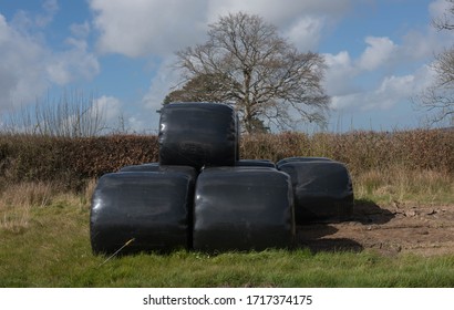 Stack Of Hay Bales Wrapped In Black Plastic Bale Wrap On The Edge Of A Field In Rural Devon, England, UK