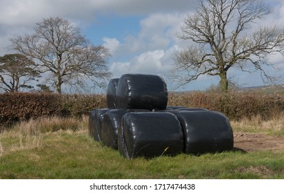 Stack Of Hay Bales Wrapped In Black Plastic Bale Wrap On The Edge Of A Field In Rural Devon, England, UK