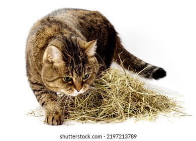 A stack of hay on a white background and a tabby cat.