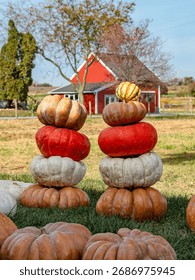 Stack of large orange and white pumpkins on the field, and a little house on the background