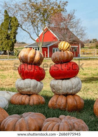 Stack of large orange and white pumpkins on the field, and a little house on the background