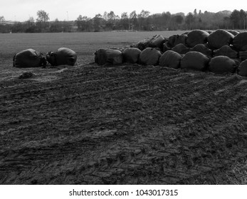 A stack of large round bales of silage with may tractor tracks in the foreground, in black and white