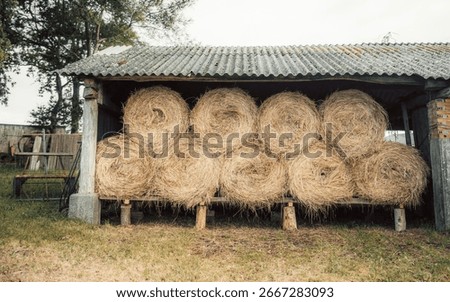 Stack of large round hay bales stored under rustic farm shed with corrugated roof, wooden supports and countryside surroundings, symbol of rural agriculture and harvest season