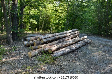 
a stack of logs in the forest