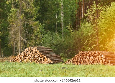 Stack of Logs in a Forest