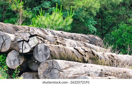 Stack of Logs in the Forest