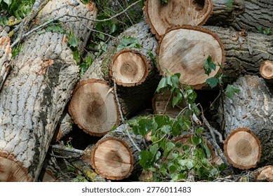 A stack of logs in the woods