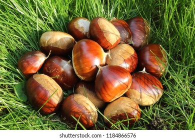 chestnuts in spanish