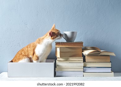 Stack Of Old Books And Ginger Cat In A Box On A Desktop