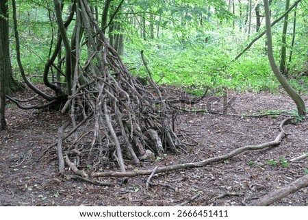 A stack of old branches leaning to make a small campsite in the woods