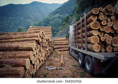 Stack pine log waiting transportation - Shutterstock ID 554261926