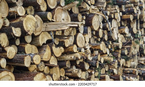 Stack Of Pine Wood Logs