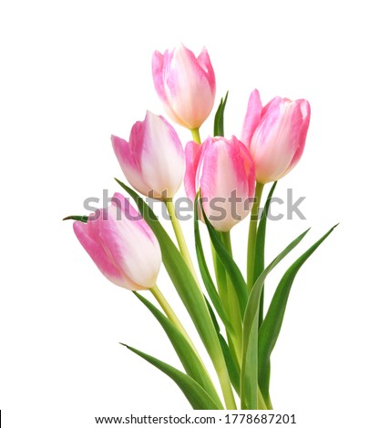 Similar – Image, Stock Photo three tulips Tulip blossom