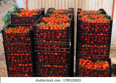 Stack of plastic boxes with freshly picked ripe red tomatoes in vegetable store of farm greenhouse. Harvest time