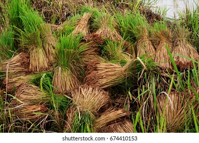 stack of residuum of rice seeding  from planting leaving on earthen dyke
