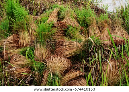 stack of residuum of rice seeding  from planting leaving on earthen dyke
