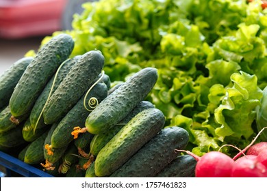 Stack with ripe cucumbers on the counter of the Belarussian market. Fresh vegetables in the street bazaar. Prickly cucumbers.