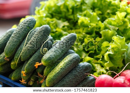 Stack with ripe cucumbers on the counter of the Belarussian market. Fresh vegetables in the street bazaar. Prickly cucumbers.