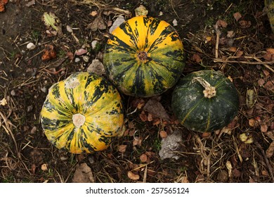 stack of ripe pumpkins in the farm