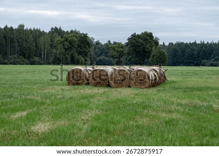 Stack of round hay bales on green meadow field with forest trees in rural countryside agriculture landscape