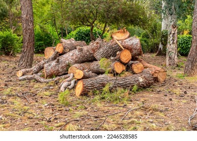 A stack of sawn pine trees in the park. Harvesting of wood. Woodworking industry. Background of nature. Ecological environment.