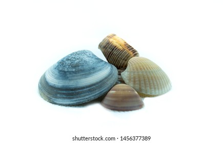 Stack of shells on white background