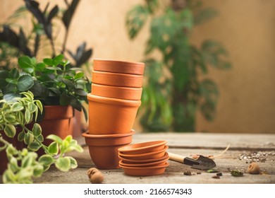 Stack of small ceramic terra cotta pots, gardening tools for succulents, and lots of plants on the wooden table. Plant repot and care concept. Space for text - Shutterstock ID 2166574343