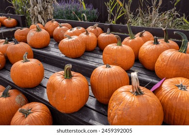A stack of small orange pumpkins at a Fall Harvest Festival creates a vibrant and rustic scene, evoking the essence of autumn.