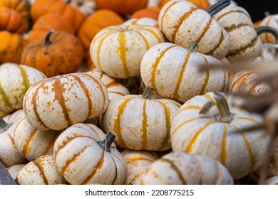 A stack of small pumpkins with orange stripes at a local pumpkin farm.  - Shutterstock ID 2208775215