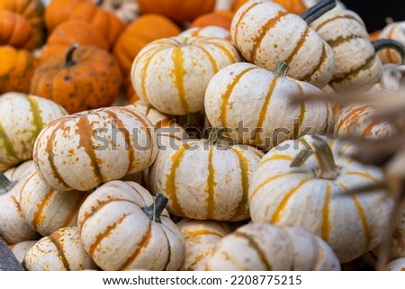 A stack of small pumpkins with orange stripes at a local pumpkin farm. 