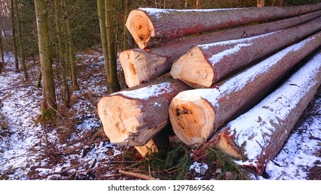 Stack Spruce Logs Damaged Timber European Stock Photo 1297869562 ...