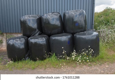 Stack Of Straw Bales Covered With Black Plastic Bale Wrap By A Corrugated Metal Barn On A Farm In Rural Devon, England, UK