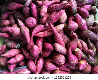 Stack Of Sweet Potato, Harvested From The Organic Farm