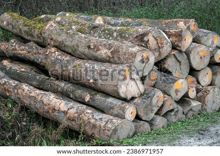 Stack of Sycamore maple (Acer pseudoplatanus) wood. Carpathian Mountains, Poland.