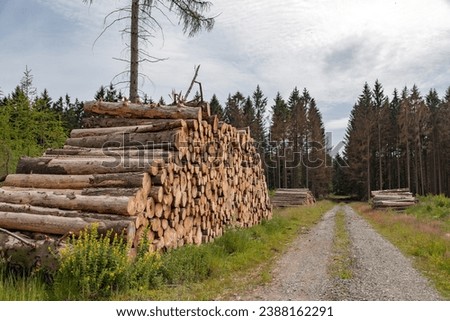 Stack of trees in a German commercial forest