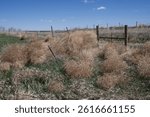 a stack of tumbleweeds stacked against a wood fence on a windy day on the prairie in spring with a blue sky in the background