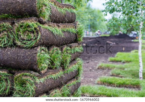 Stack of\
turf grass for lawn. Carpet of turf, roll of sod, turf grass roll.\
Installation of landscape and\
environment