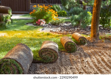 Stack of turf grass for lawn. roll of sod, turf grass roll.