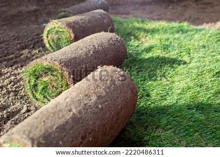 Stack of turf grass for lawn. roll of sod, turf grass roll.