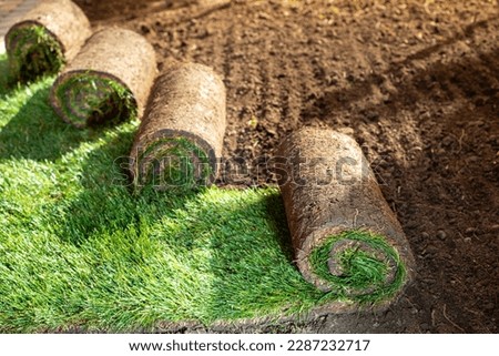 Stack of turf grass for lawn. roll of sod, turf grass roll.