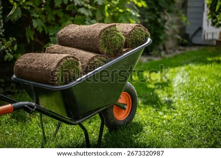 Stack of turf grass for lawn. Roll of sod, turf grass roll on wheelbarrow. Close-up of grass turf rolls in a wheelbarrow, ready to be laid. Ideal for gardening, landscaping, lawn projects.