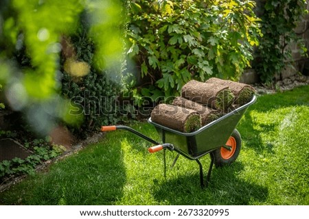 Stack of turf grass for lawn. Roll of sod, turf grass roll on wheelbarrow. Close-up of grass turf rolls in a wheelbarrow, ready to be laid. Ideal for gardening, landscaping, lawn projects.
